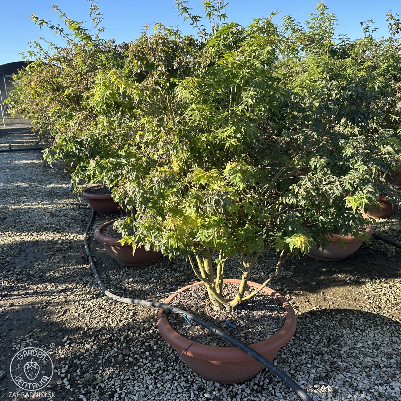 Obrázok Javor dlaňolistý (Acer palmatum) ´GOING GREEN´ - výška 180-200 cm, kont. C90L - VIACKMENNÝ BONSAJ
